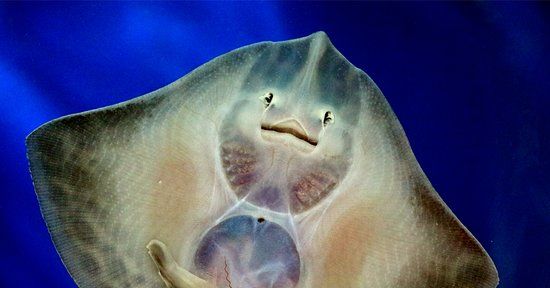 Aquário Nacional de Galway